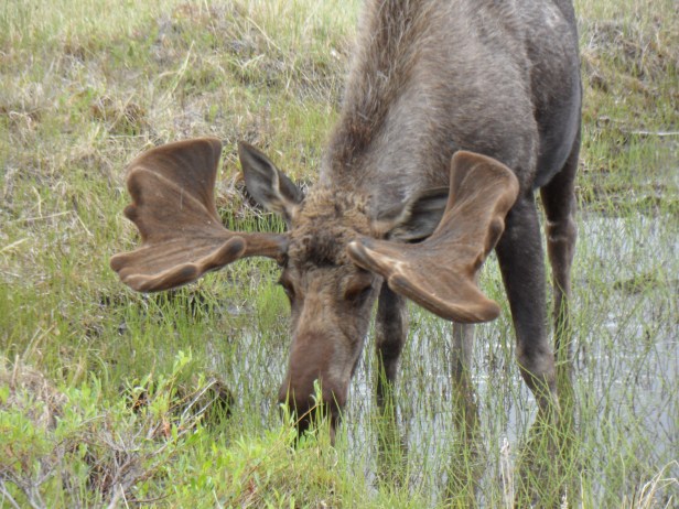 1 Moose