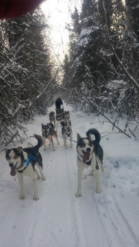Happy mushing dogs